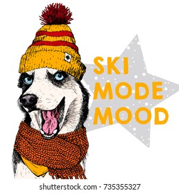 Close up vector portrait of Siberian husky dog wears beanie and scarf. Ski mode mood. Skecthed colored illustraion. Christmas, Xmas, New year. Party decoration, promotion, greeting card.