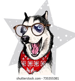 Close up vector portrait of Siberian husky dog wears winter bandana and glasses. Isolated on star. Skecthed color illustraion. Christmas, Xmas, New year. Party decoration, promotion, greeting card.