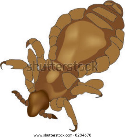 Close View Adult Louse Lice Vector Stock Vector (Royalty Free) 8284678