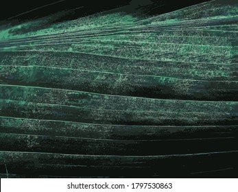 A close up view of the leaves of a broad leaf palm lily 