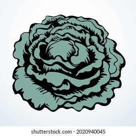 Close up view ripe raw fresh eco big collard kale flower diet health kitchen cook dinner light paper text space backdrop. Outline black hand drawn emblem logo design vintage art doodl line print style