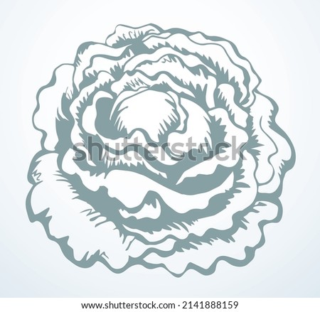 Close up view ripe raw fresh eco big collard kale flower diet health kitchen cook dinner light paper text space backdrop. Outline black hand drawn emblem logo design vintage art doodl line print style