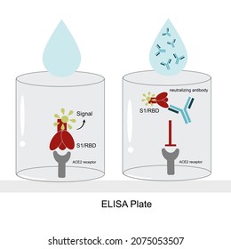 The Close Up View Of Surrogate Virus Neutralization Test  (Competitive ELISA) In Well Plate For Neutralizing Antibody Detection