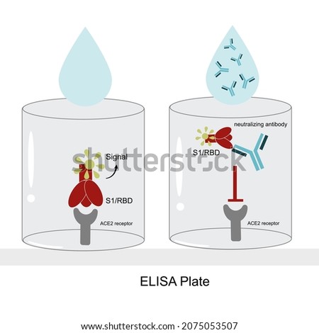 The Close up view of Surrogate virus neutralization test  (Competitive ELISA) in well plate for Neutralizing Antibody detection