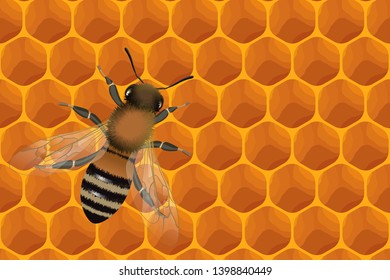 Close up view of the working bee on honey cells vector illustration