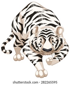 Close up white tiger walking alone