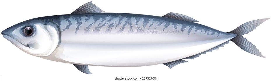 Close up whole mackeral from head to tail
