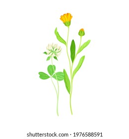 Closed Bud of Calendula Plant with Orange Flower Head and Clover on Stem as Meadow Herb Vector Illustration