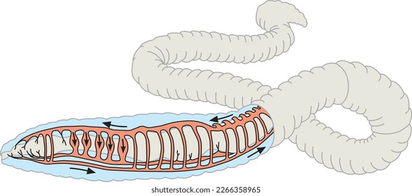 Closed circulatory system in earthworm vector