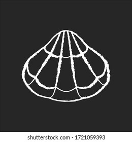 Closed clam chalk white icon on black background. Tropical seashell, decorative souvenir. Exotic sealife, conchology Oyster cockleshell, scallop shell isolated vector chalkboard illustration