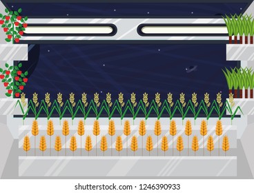 Closed ecological system. Concept of use. A self-sustainable space station with different plants: wheat, rice, sugar cane and pepper. View from inside of space station