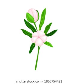 Closed Flower Bud of Manuka Flowering Plant Vector Illustration
