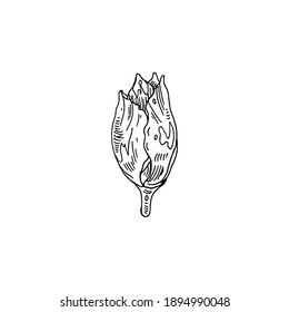 Closed flower bud sketch vector illustration on white background