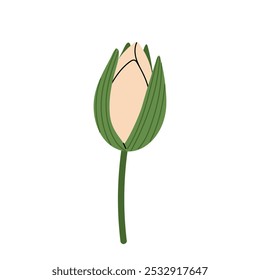 Closed lotus bud cream coloured. Water plant flower on a white background. Flat illustration for summer prints and backgrounds, logo, wedding invitation or yoga studio.