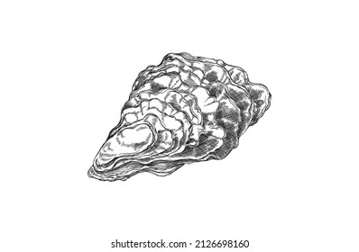 Closed Oyster Shell Hand Drawn Sketch Style Vector Illustration Isolated On White Background. Oyster Hand Drawing For Fish Restaurant Menu And Sea Food Market.