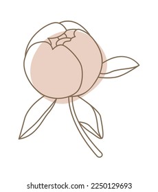 Closed peony bud with leaves in line art style. Vector illustration