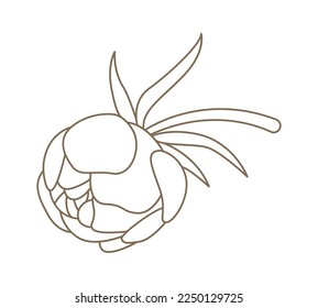Closed peony bud with leaves in line art style. Vector illustration