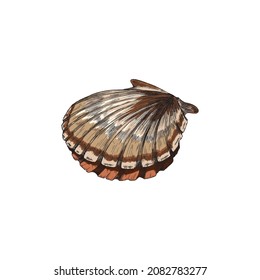 Closed whole scallop shell, sketch vector drawing. Clam seafood hand drawn realistic line and colored illustration.