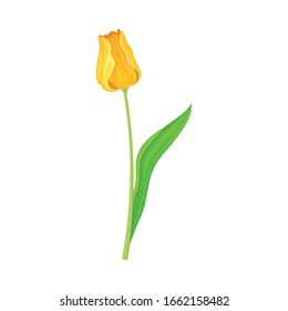 Closed Yellow Tulip Flower Bud on Green Erect Stem with Blade Vector Illustration