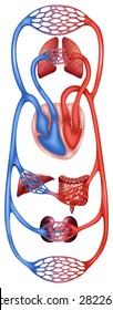 Closer Look At The Circulation System Of Human 