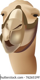 close-up of African camel
