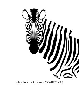 Closeup beautiful potrait Zebra looking at the camera isolated on white background, vector illustration for tattoo and printing