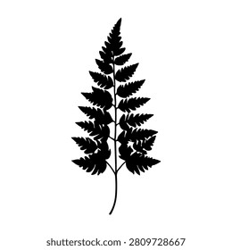 Close-up of a black fern leaf with intricate details and sharp edges, isolated on a plain white background for botanical and nature themes.