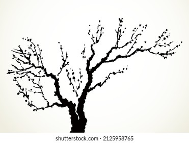 Closeup black ink line hand drawn barren bough oak trunk eco scene picture emblem logo design retro art engrave print style. Close up scenic view bloom blossom flower light white paper card text space
