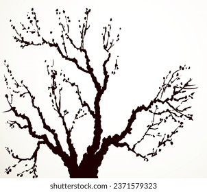 Closeup black ink line hand drawn barren bough oak trunk eco scene picture emblem logo design retro art engrave print style. Close up scenic view bloom blossom flower light white paper card text space