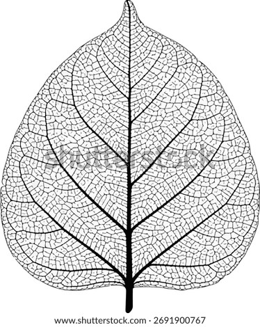 A close-up, black and white illustration of a leaf skeleton, showcasing the delicate and complex network of veins that form its structure.