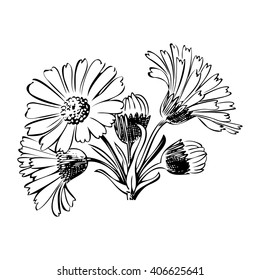 Close-up blooming flower chamomile isolated on black spring eco floral organic leaf line botanical curve symbol botanic summer pen drawing paint white vertical daisy ink illustration stem vector