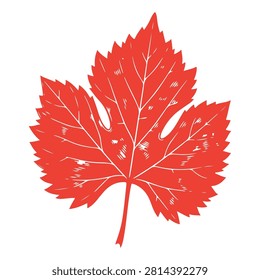 Close-up of a bright red maple leaf showcasing intricate vein patterns and vibrant autumn colors, isolated on a plain background.