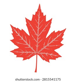 Close-up of a bright red maple leaf showcasing intricate vein patterns and vibrant autumn colors on a white background.