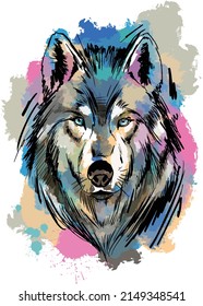 close-up of colorful painted wolf face IN WATERCOLOR AND SKETCH ON BLACK BACKGROUND.