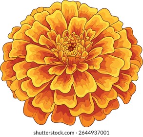 A close-up, detailed illustration of a marigold flower.