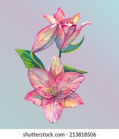 Close-up drawing of two lily flowers in watercolor