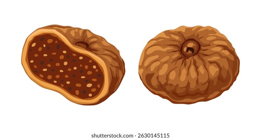 Nahaufnahme von getrockneten Feigen, ein ganzes und ein aufgeschnittenes, zeigt Samen und strukturierte braune Haut auf weißem Hintergrund. Vektorgrafik