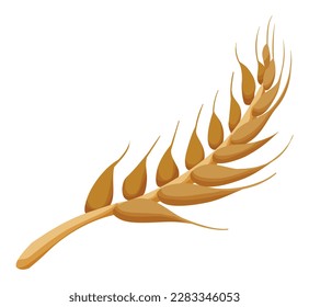 Close-up of an ear of wheat in cartoon style, isolated on white background.