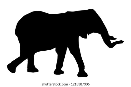 Close-up Of An Elephant Isolated On White Background