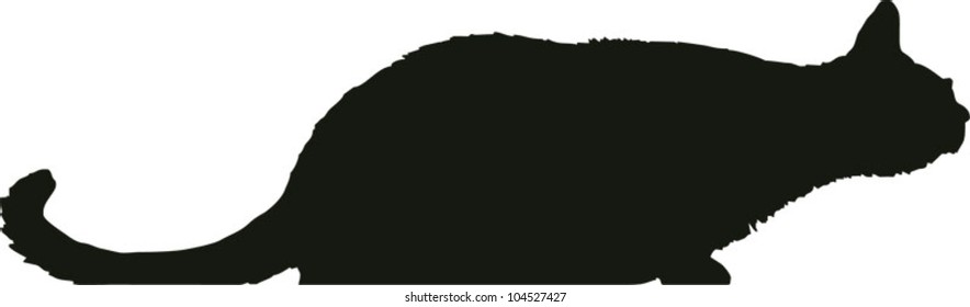 closeup of entire black cat standing over white background