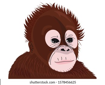 Closeup Expresion orangutan kids isolated on white background