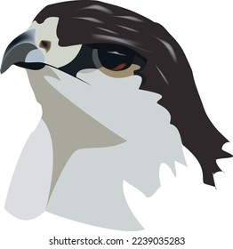 Close-up face of falcon bird of prey-
