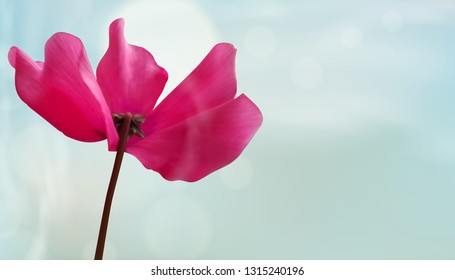 Closeup of flower on bokeh light background. Beautiful template for cards or banners design. Vector illustration.