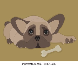 Close-up of a French Bulldog, isolated vector illustration