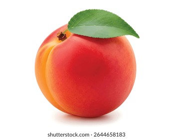 Close-Up of Fresh Apricot with Leaf Attached Isolated on White Background – Ripe Summer Fruit Macro Shot