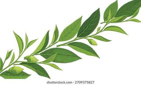 Close de um ramo de chá verde fresco com numerosas folhas, isoladas em um fundo branco limpo.