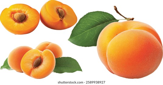 A close-up of a freshly full apricot on white background