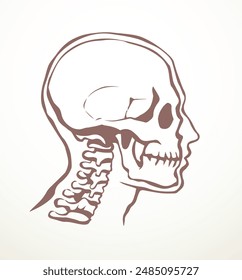 Vista frontal de primer plano vieja naturaleza craniu noggin agujero parte cuidado de la columna vertebral escanear x ray vida muerte logo conjunto Línea dibujada a mano rayo columna vertebral muerta lesión ILL dolor examen vintage esquema abstracto arte caricatura concepto