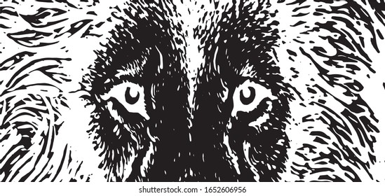 Close-up graphical sketch of lion eyes, vector illustration