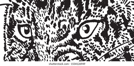 Close-up graphical sketch of tiger's eyes, vector illustration for your design